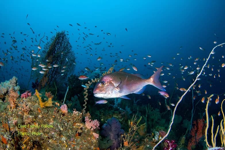 ダイブファミリーイエローのショップ写真6