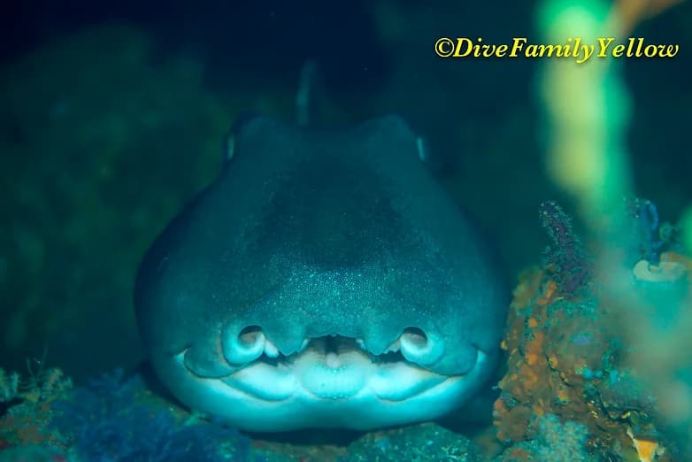 ダイブファミリーイエローのショップ写真8