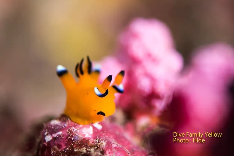 ダイブファミリーイエローのショップ写真7