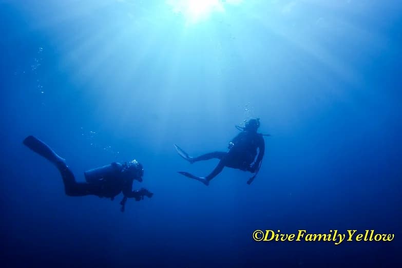 ダイブファミリーイエローのカバー画像2