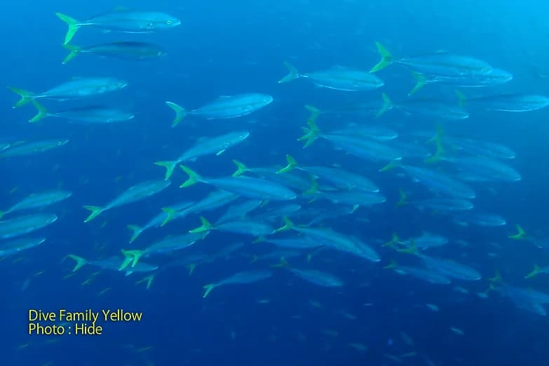 ダイブファミリーイエローのカバー画像3