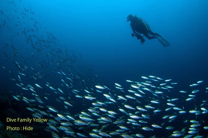 ダイブファミリーイエローのショップ写真9