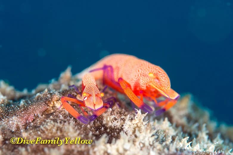 ダイブファミリーイエローのカバー画像1