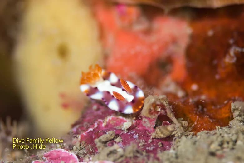 ダイブファミリーイエローのショップ写真10