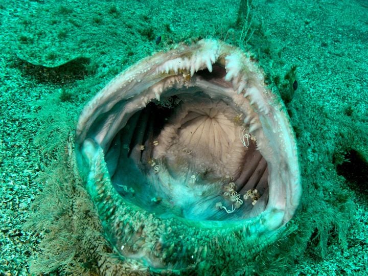 ボンゾダイバーズのカバー画像2