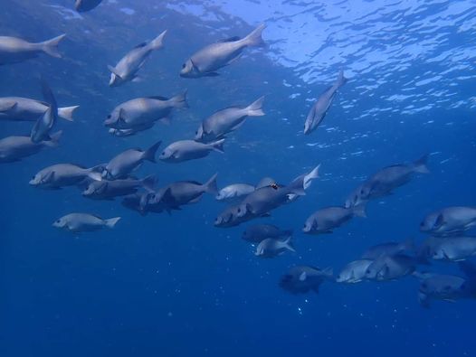 安良里潜水サービスのカバー画像2