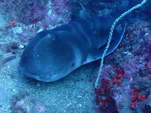 安良里潜水サービスのカバー画像3