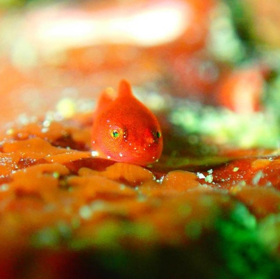 湘南DIVE.comのカバー画像2