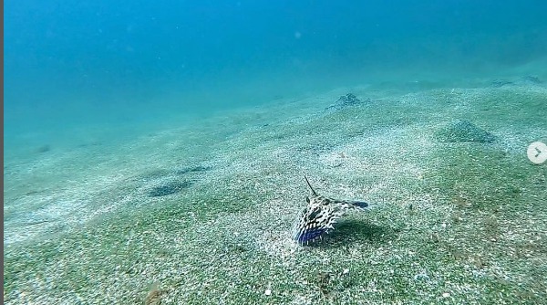 湘南DIVE.comのショップ写真11