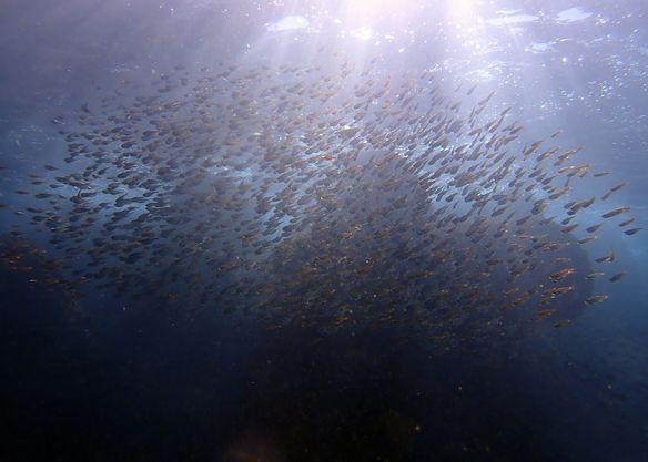 DivingShop SeaZoo miuraのショップ写真11