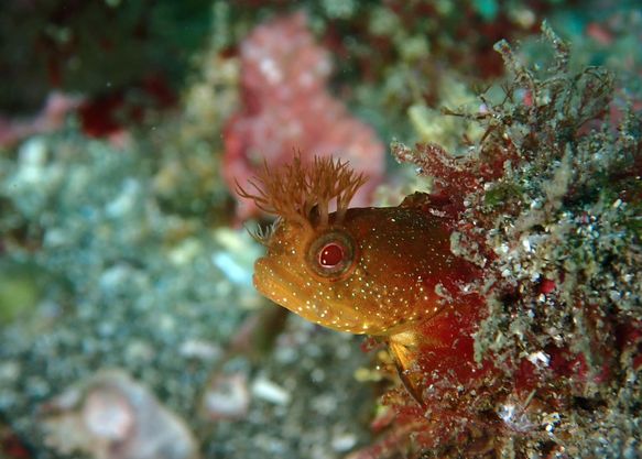 DivingShop SeaZoo miuraのカバー画像3