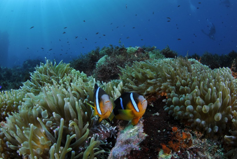 葉山ダイバーズのカバー画像1