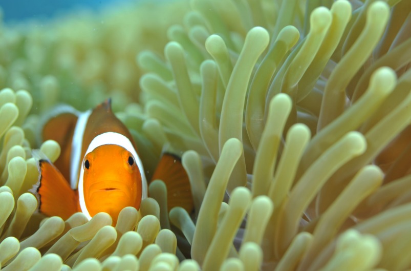 葉山ダイバーズのカバー画像2