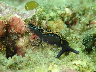 勝浦ダイビングサービスのショップ写真7