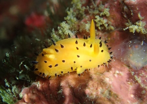 勝浦ダイビングサービスのショップ写真8