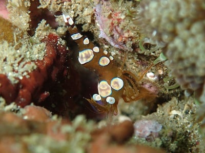 勝浦ダイビングサービスのショップ写真6