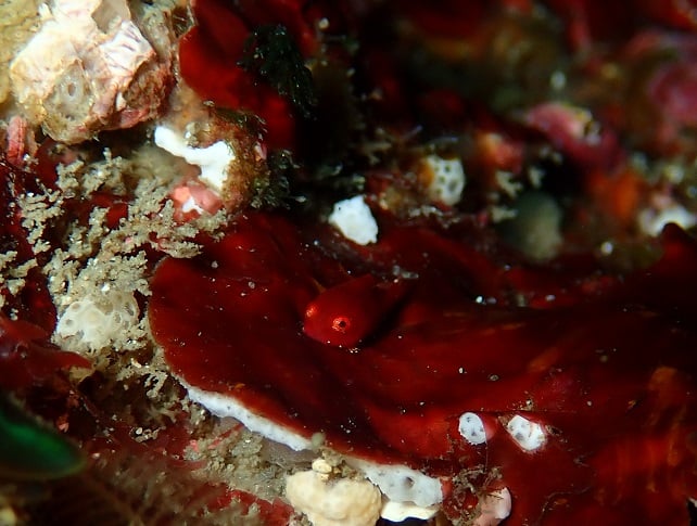 勝浦ダイビングサービスのカバー画像2