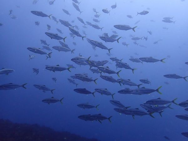 勝浦ダイビングサービスのカバー画像1