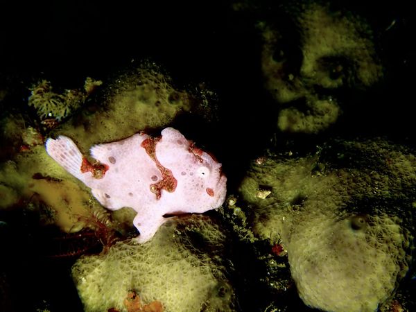 ダイブサプライのカバー画像3