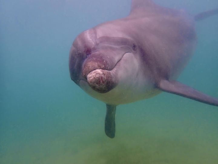 ダイブサプライのカバー画像1