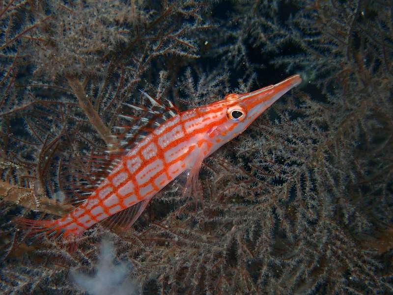 南紀シーマンズクラブのショップ写真11