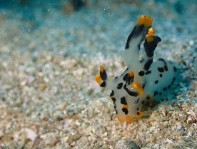 バブルリングダイバーズ串本のショップ写真8