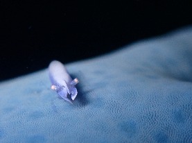 バブルリングダイバーズ串本のショップ写真7