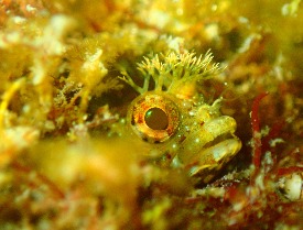 バブルリングダイバーズ串本のショップ写真9