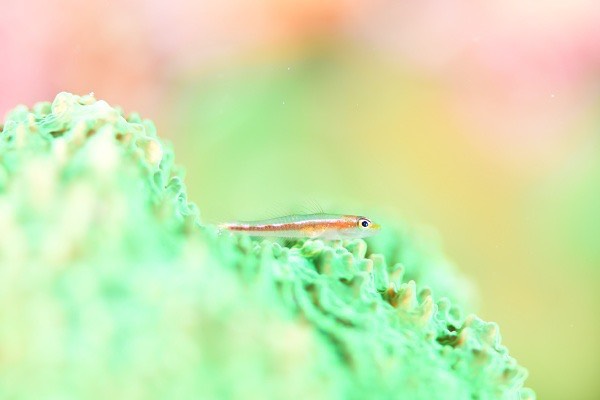 赤鯱ダイビングサービスのショップ写真7