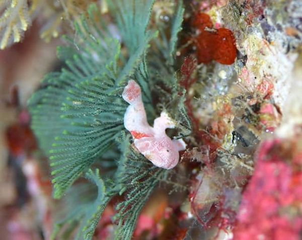 赤鯱ダイビングサービスのカバー画像3