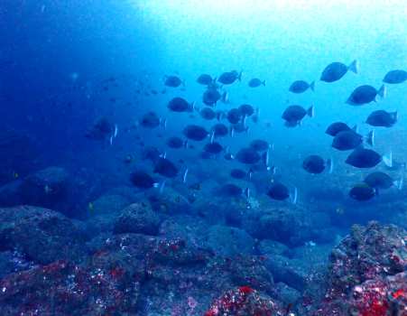 Nice Diveのカバー画像3