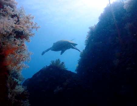 Nice Diveのショップ写真8