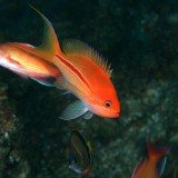 スーパーナチュラルのショップ写真7