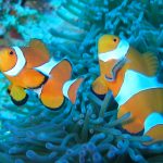 BLUE MOONのカバー画像1