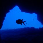 BLUE MOONのショップ写真8