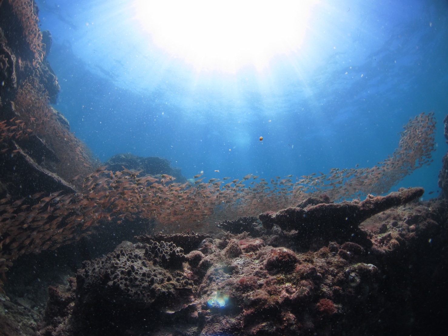 バウラインスクーバのカバー画像1