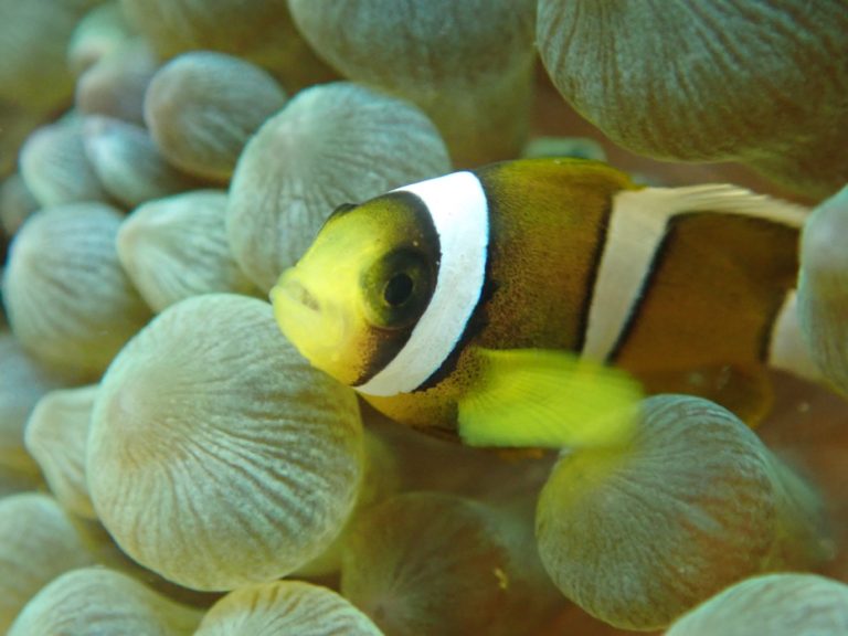 Blue Earth 21のカバー画像2