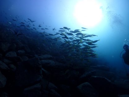 アズールダイブプロジェクト大阪/梅田店のカバー画像3