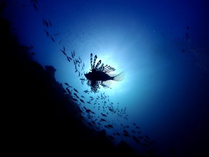 アズールダイブプロジェクト大阪/梅田店のカバー画像2