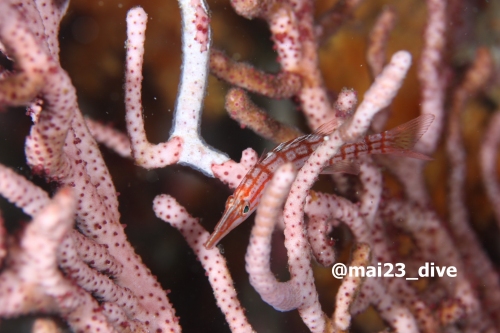 ダイビングスクール モアナリンクのショップ写真6