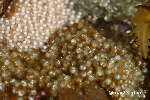 ダイビングスクール モアナリンクのショップ写真8