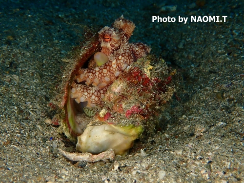 ダイビングスクール モアナリンクのショップ写真10