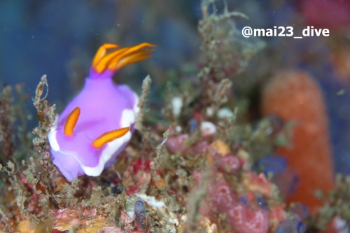 ダイビングスクール モアナリンクのカバー画像3