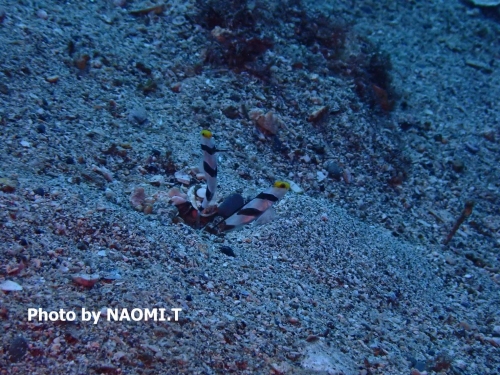 ダイビングスクール モアナリンクのショップ写真11