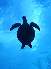 ダイブ コーヴィーのカバー画像3