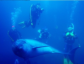 オーケーマリンプロのカバー画像3