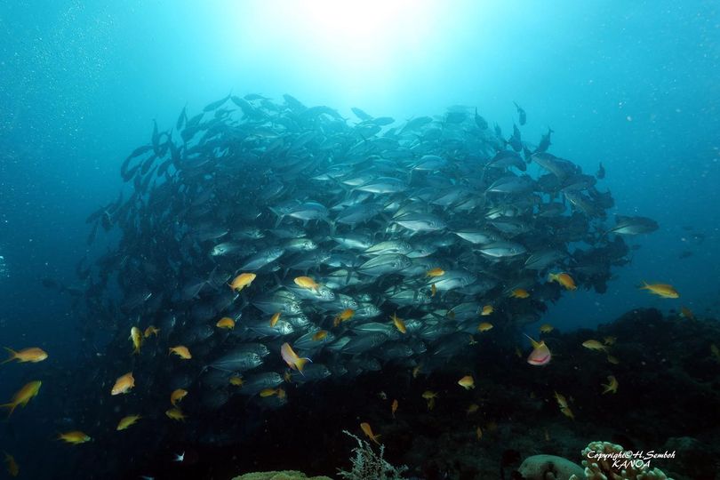 KANOAのカバー画像3