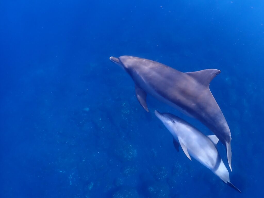 マレア池袋店のショップ写真6