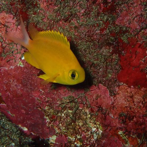 ダイビングスクールカイラルアのカバー画像1