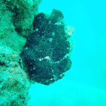 ベンジャミンリーフのカバー画像1